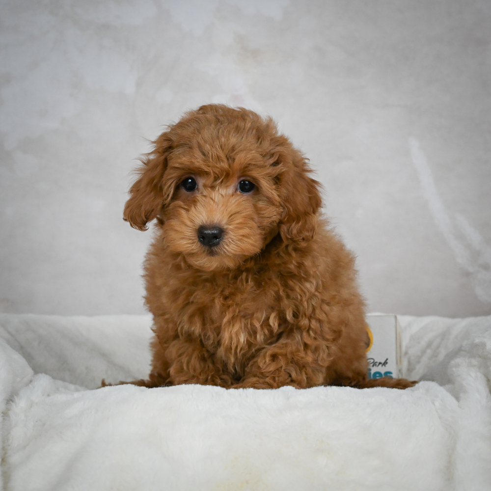 F1b Maltipoo Puppy for Sale in NYC