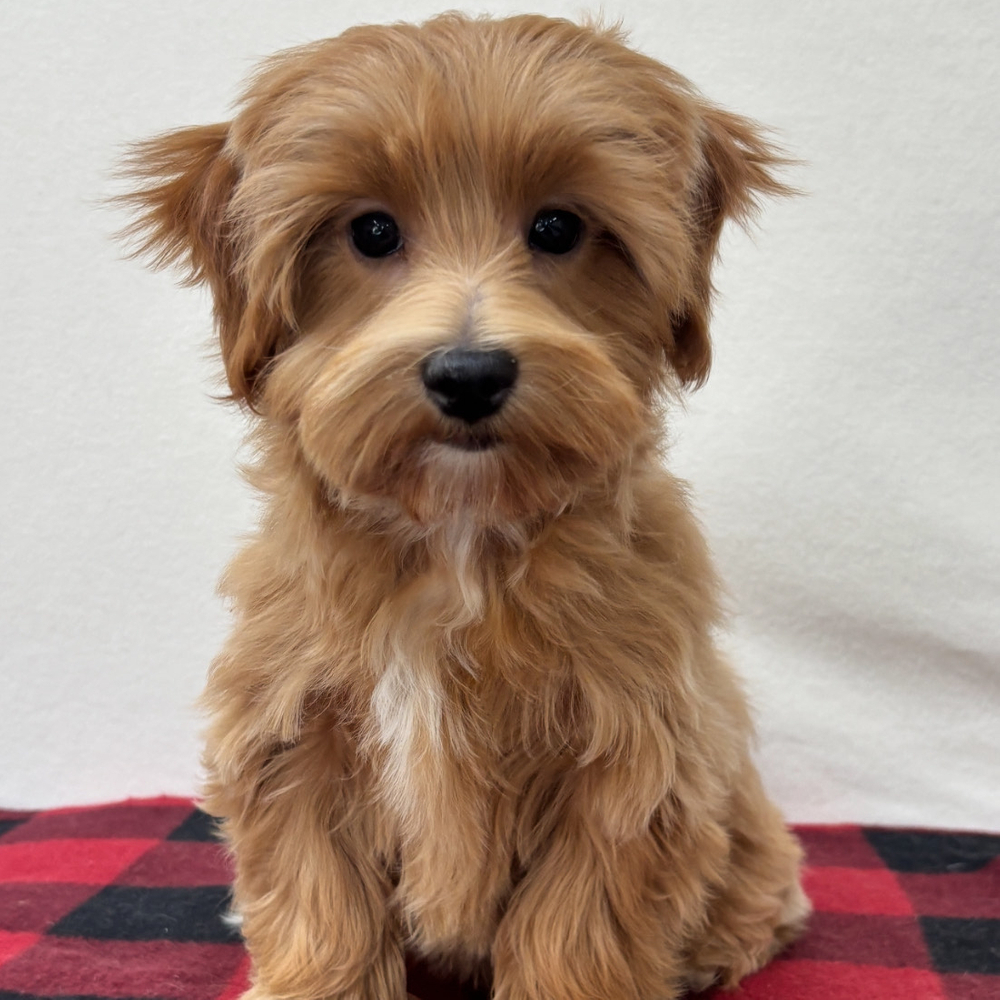 F1 Maltipoo Puppy for Sale in NYC