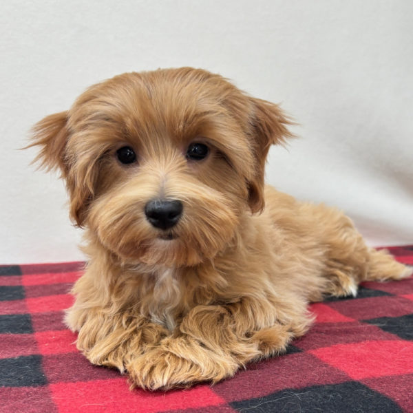Male F1 Maltipoo Puppy for Sale | ID 9523-BW