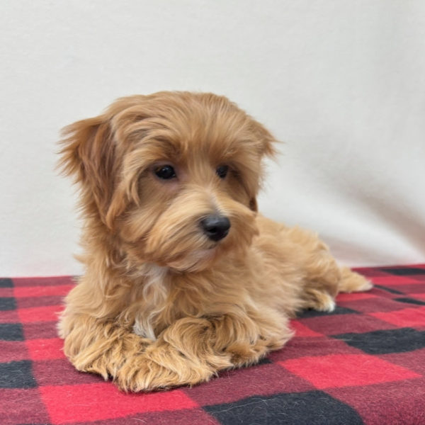 Male F1 Maltipoo Puppy for Sale | ID 9523-BW