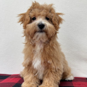 F1 Maltipoo Puppy for Sale