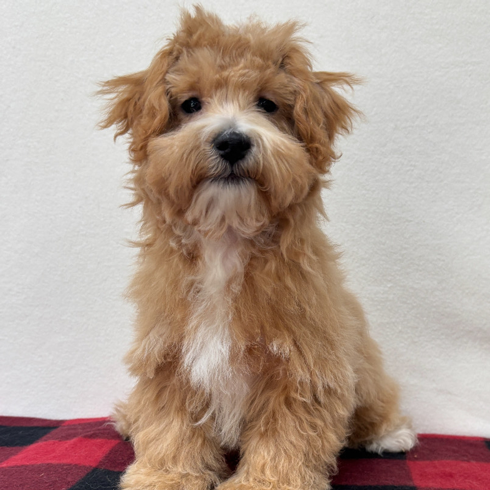 F1 Maltipoo Puppy for Sale in NYC