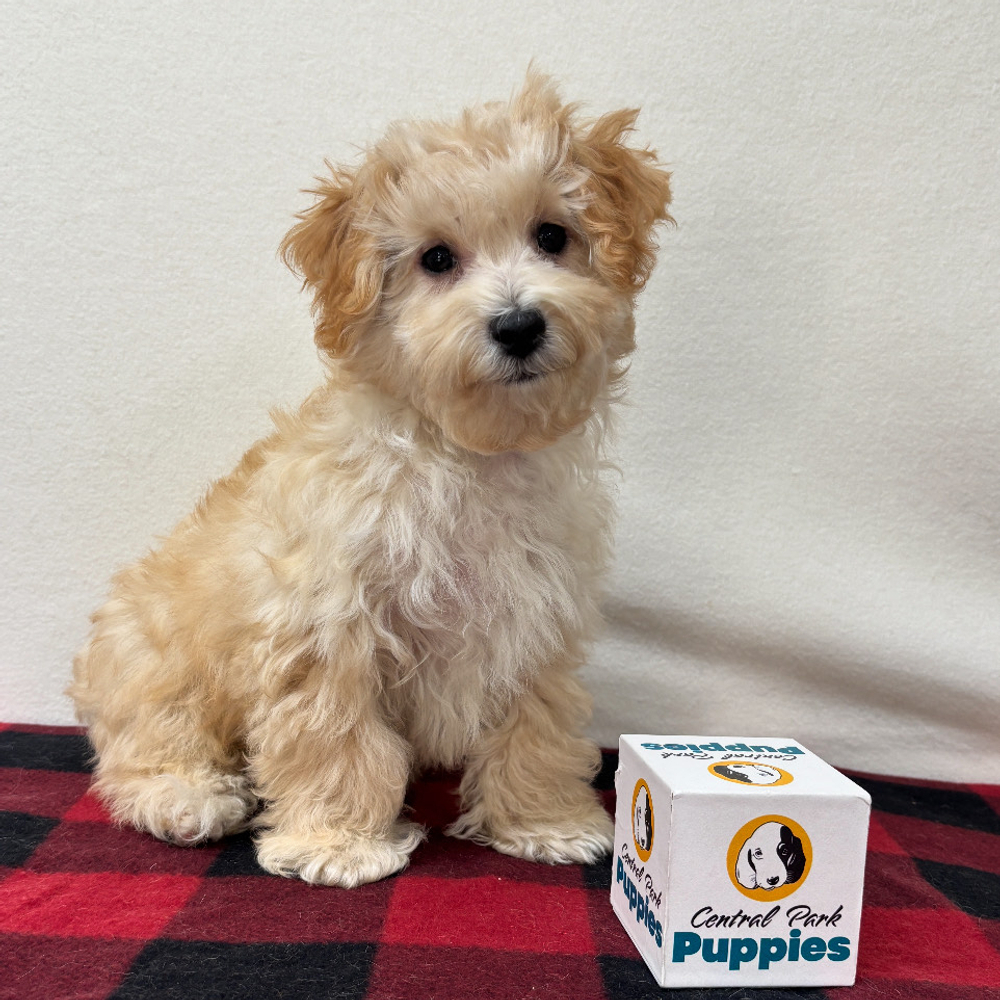 F1 Maltipoo Puppy for Sale in NYC