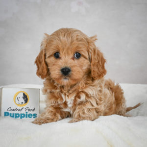 F1 Cavapoo Puppy for Sale