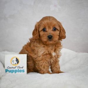 F1 Cavapoo Puppy for Sale