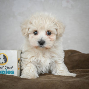 F1 Maltipoo Puppy for Sale