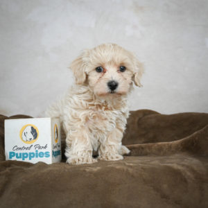 F1 Maltipoo Puppy for Sale
