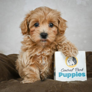 F1 Maltipoo Puppy for Sale