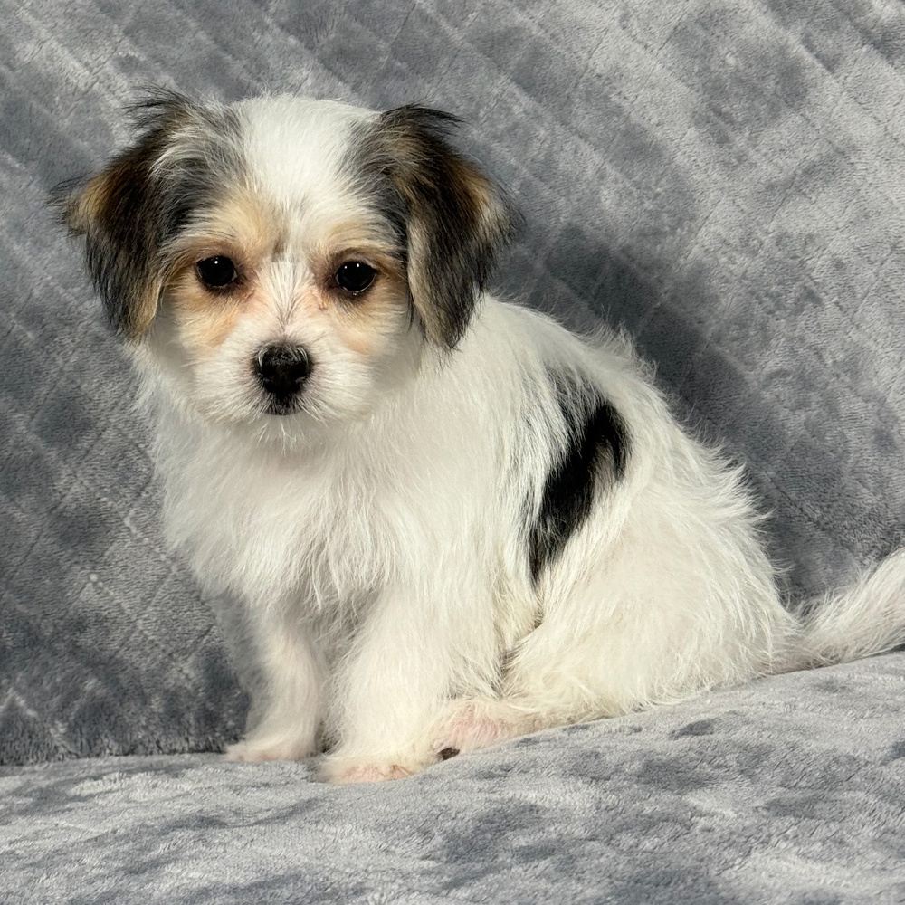 F1 Morkie Puppy for Sale in NYC