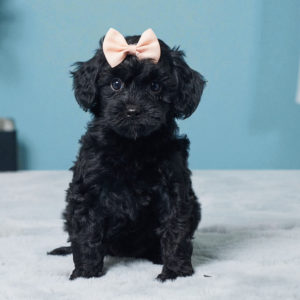 F1b Cavapoo Puppy for Sale