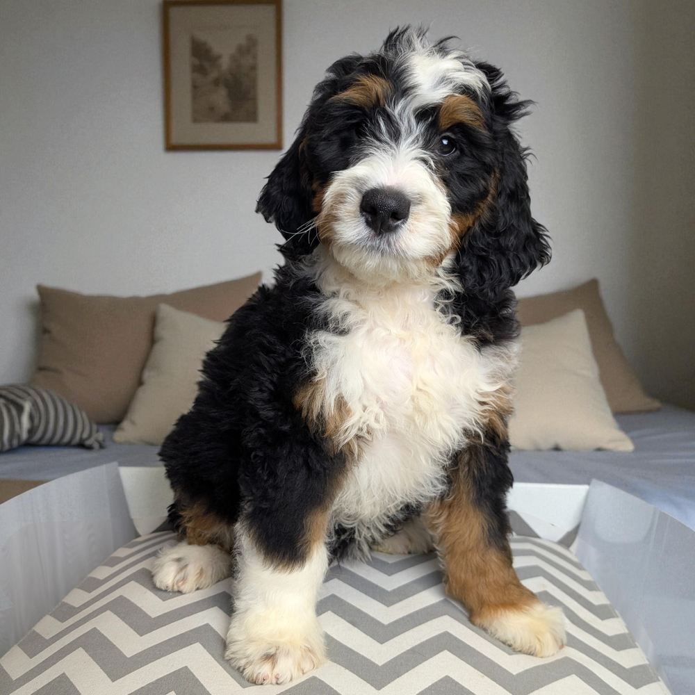 F1 Mini Bernedoodle Puppy for Sale in NYC
