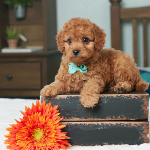 F1b Cavapoo Puppy for Sale