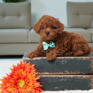 F1b Cavapoo Puppy for Sale