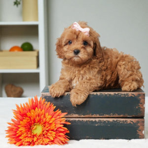 F1b Cavapoo Puppy for Sale