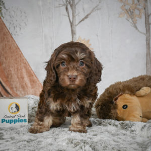 F1b Cockapoo Puppy for Sale