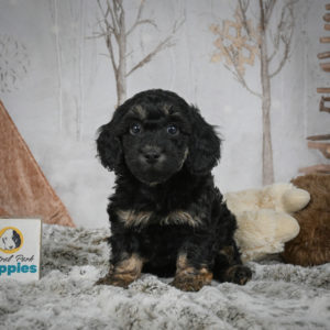 F1b Cockapoo Puppy for Sale