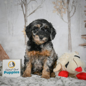 F1b Cockapoo Puppy for Sale