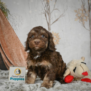 F1b Cockapoo Puppy for Sale