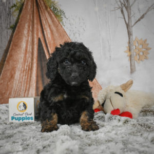 F1b Cockapoo Puppy for Sale