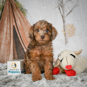 F1b Cockapoo Puppy for Sale
