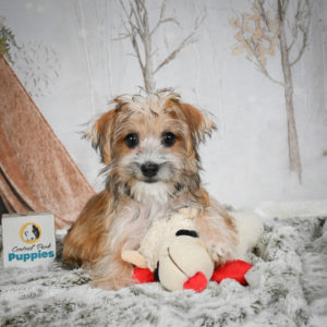 F1 Morkie Puppy for Sale