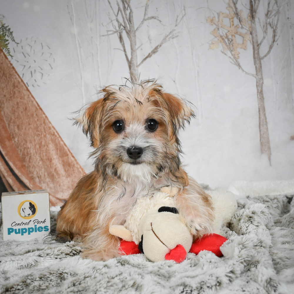 F1 Morkie Puppy for Sale in NYC