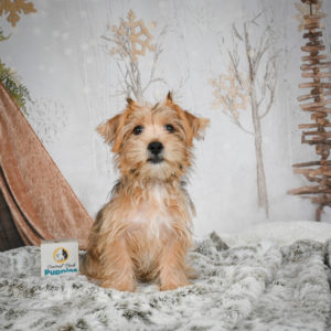 F1 Morkie Puppy for Sale