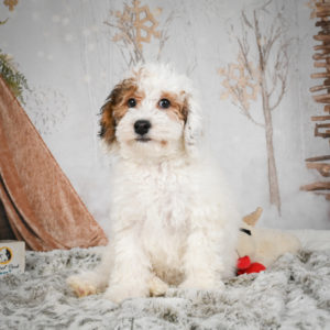 Miniature Poodle Puppy for Sale
