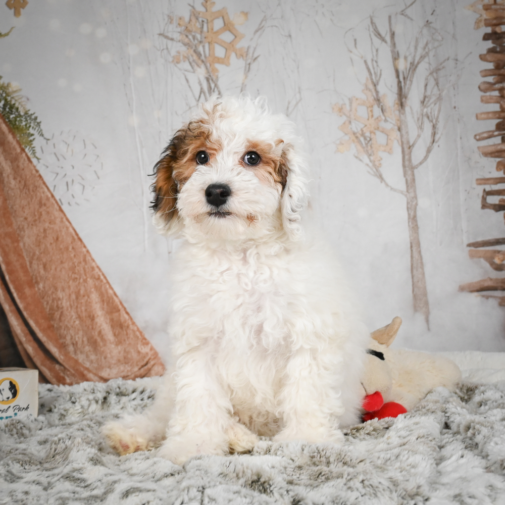 Miniature Poodle Puppy for Sale in NYC