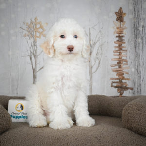 Miniature Poodle Puppy for Sale