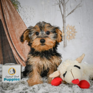 Yorkshire Terrier Puppy for Sale