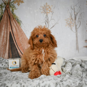 F1b Cavapoo Puppy for Sale