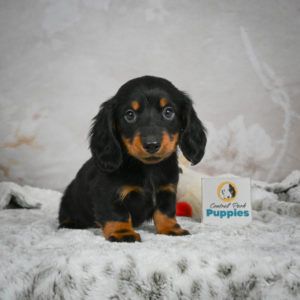Mini Dachshund Puppy for Sale