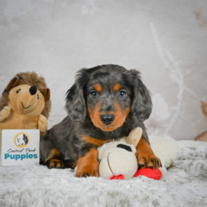 Mini Dachshund Puppy for Sale