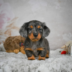 Mini Dachshund Puppy for Sale
