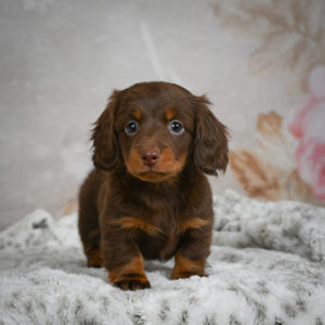 Mini Dachshund Puppy for Sale