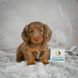 Mini Dachshund Puppy for Sale