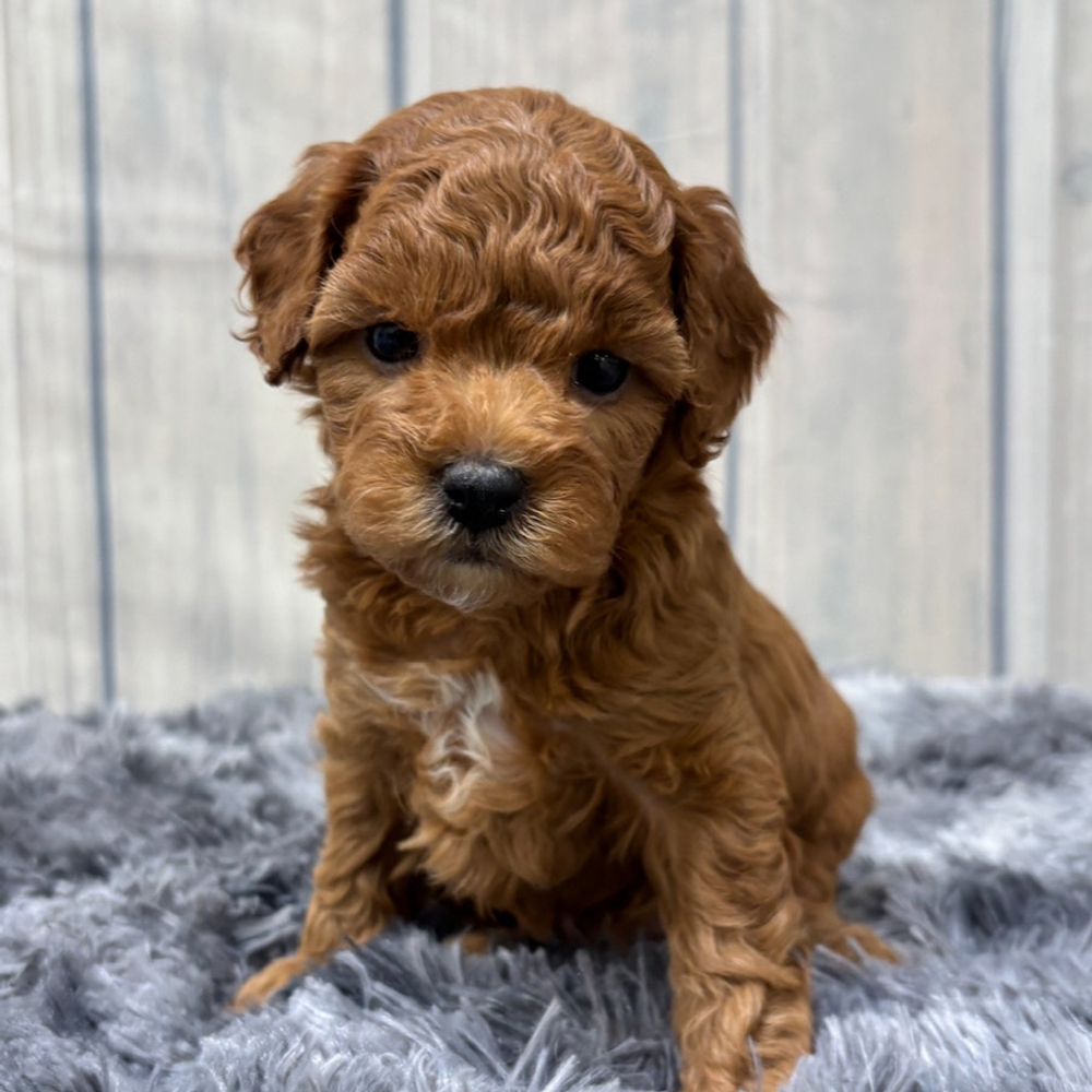 F1b Maltipoo Puppy for Sale in NYC