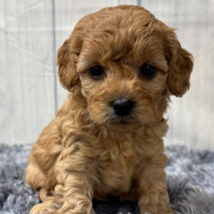 F1b Maltipoo Puppy for Sale