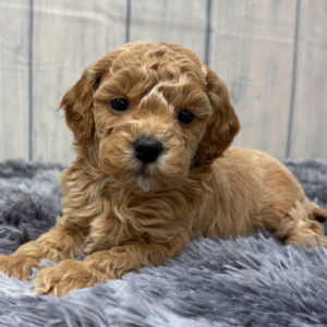 F1b Maltipoo Puppy for Sale