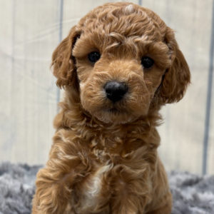 F1b Maltipoo Puppy for Sale