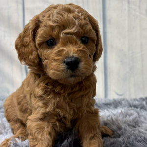 F1b Maltipoo Puppy for Sale