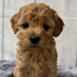 F1b Maltipoo Puppy for Sale