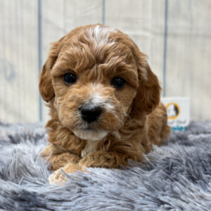 F1b Maltipoo Puppy for Sale