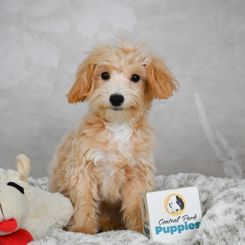 F1 Maltipoo Puppy for Sale in NYC