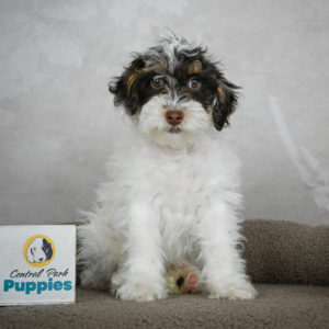 Miniature Poodle Puppy for Sale