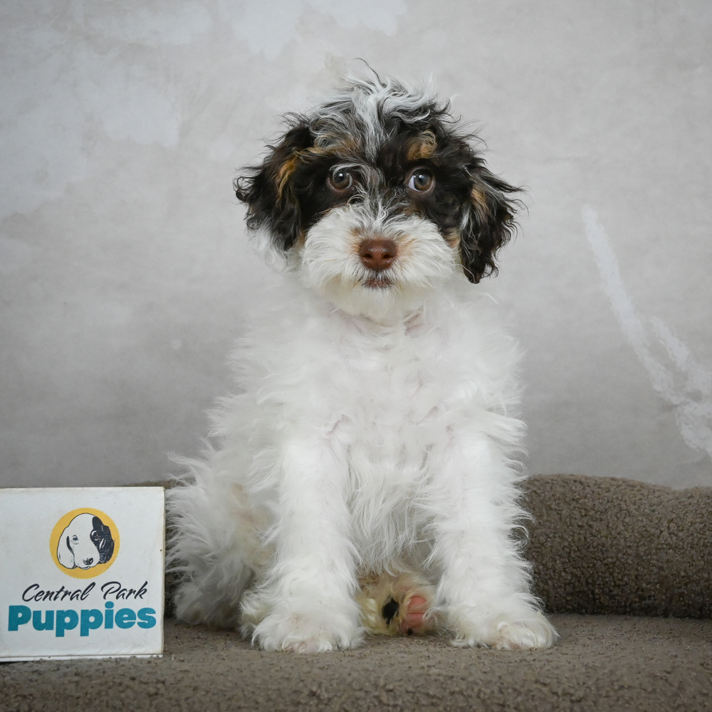 Miniature Poodle Puppy for Sale in NYC