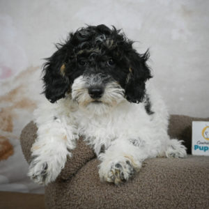 Miniature Poodle Puppy for Sale