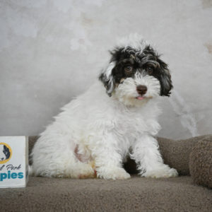 Miniature Poodle Puppy for Sale