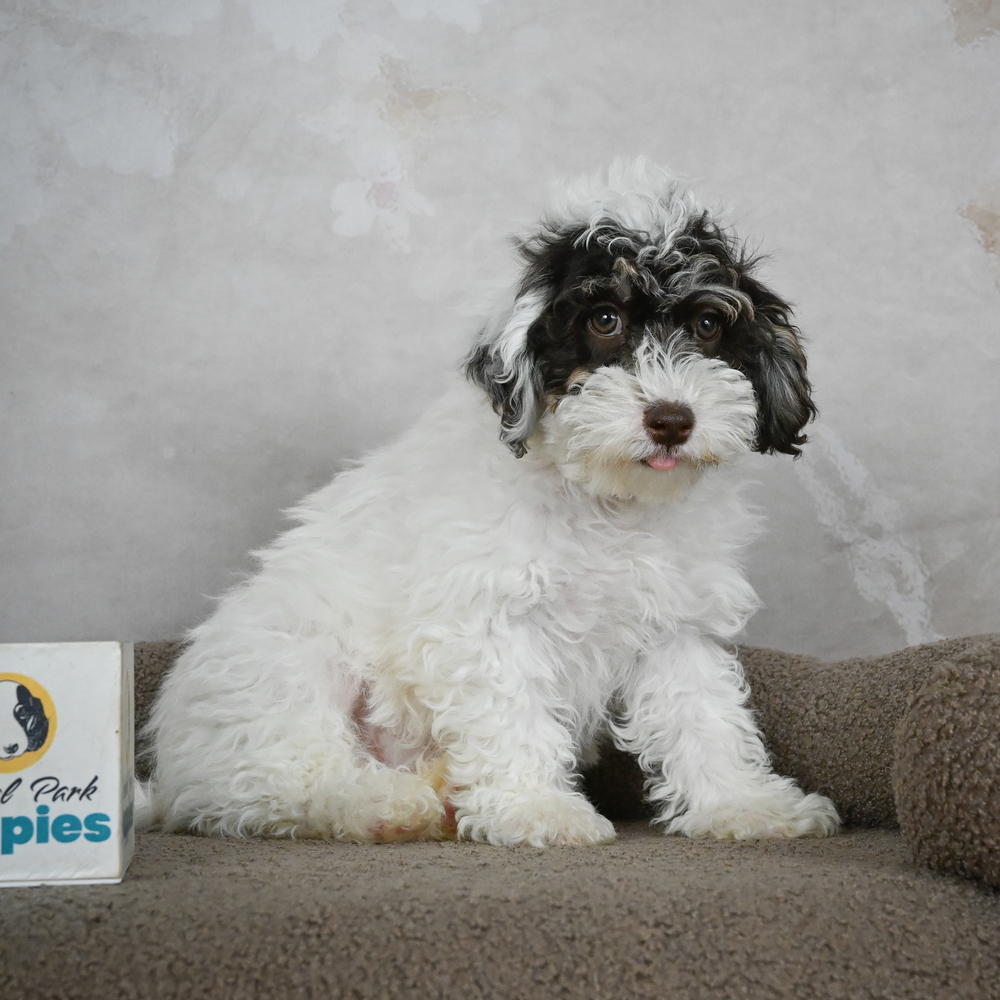 Miniature Poodle Puppy for Sale in NYC